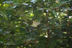 Combretum shivannae